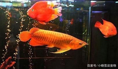 魚(yú)缸擺件中國(guó)風(fēng)（魚(yú)缸擺件中國(guó)風(fēng)圖片）