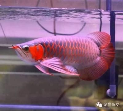 哈爾濱魚(yú)缸水泵配件哪里買便宜魚(yú)缸水泵配件便宜些