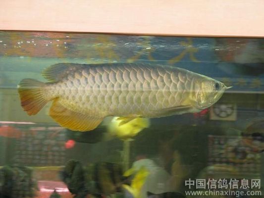 熱帶魚一般生活在：熱帶魚一般生活在什么水中