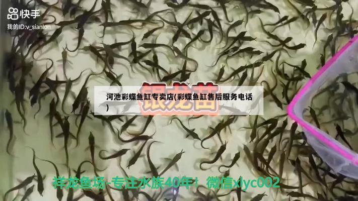 菠蘿魚能和龍魚混養(yǎng)嗎圖片（菠蘿魚能和龍魚混養(yǎng)嗎圖片大全）