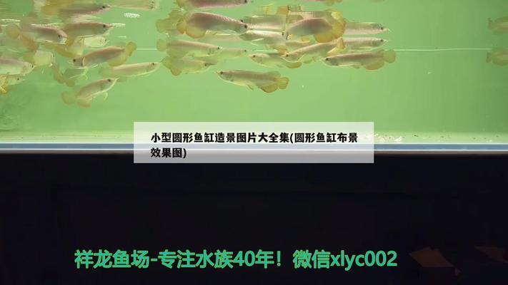 陽臺觀賞魚池（陽臺觀賞魚池設計高清圖片） 祥龍水族醫(yī)院