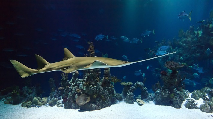 巴音郭楞蒙古自治州水族店（巴音郭楞蒙古自治州水利局）