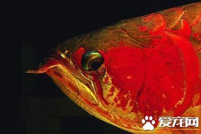 養(yǎng)龍魚視頻大全視頻高清版 水族問答