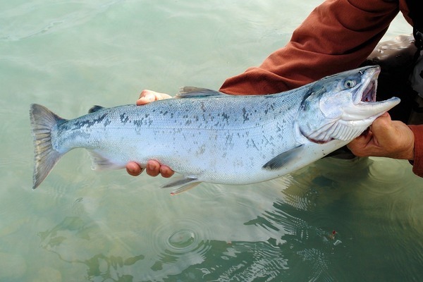 養(yǎng)魚三年的一點(diǎn)體會和感想