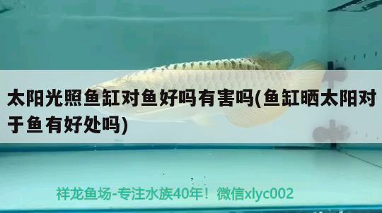 合肥水族批發(fā)市場在哪里進(jìn)貨（合肥水族批發(fā)市場在哪里進(jìn)貨的）