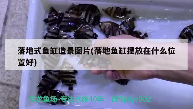 龍魚開燈時間長會掉眼嗎怎么回事（龍魚開燈時間長會掉眼嗎怎么回事?。?廣州龍魚批發(fā)市場