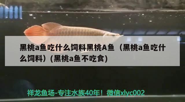 北京龍魚專賣店 水族問答 第2張