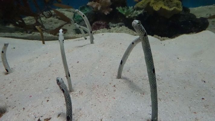 森森水族魚缸1.2米（森森水族魚缸1.2米多錢）