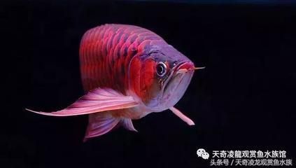 龍魚(yú)最便宜的品種：最便宜的龍魚(yú)品種及其飼養(yǎng)要求是非常重要的龍魚(yú)品種 龍魚(yú)百科 第2張