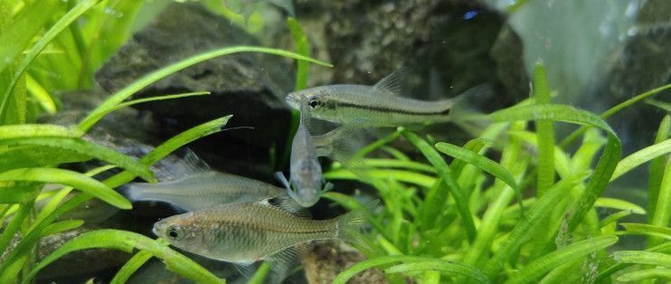 飄逸的觀賞魚(非常漂亮的觀賞魚)