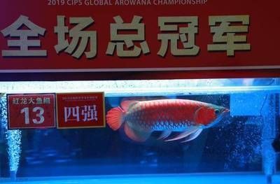 江門水族館水中彩