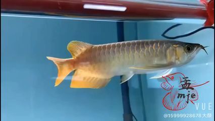 什么观赏鱼贵也好养 水族问答