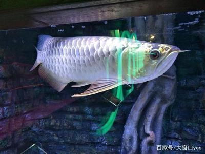 淘寶購買觀賞魚是真的嗎嗎安全嗎（淘寶購買觀賞魚是真的嗎嗎安全嗎可靠嗎）