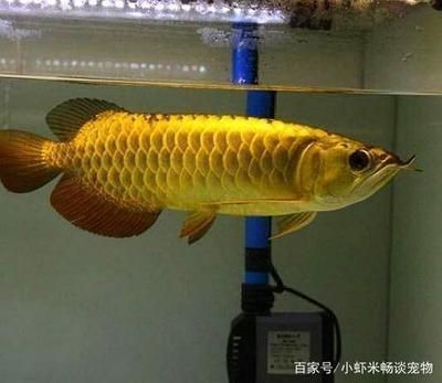 紅龍魚大賽（紅龍魚大賽獲獎?wù)唣B(yǎng)殖秘訣）