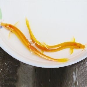 金龍魚茶籽油圖片大全（金龍魚茶籽油圖片大全大圖）