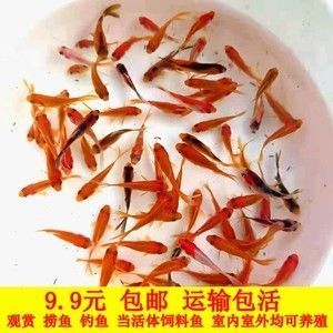 紅龍魚怎么養(yǎng)發(fā)色快些呢圖片（紅龍魚怎么養(yǎng)發(fā)色快些呢圖片大全）