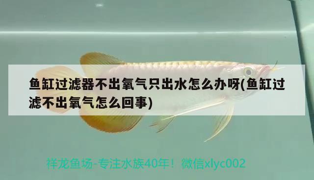 金頭過(guò)背金龍魚(yú)怎么養(yǎng)殖的視頻（金頭過(guò)背金龍魚(yú)怎么養(yǎng)殖的視頻教程）