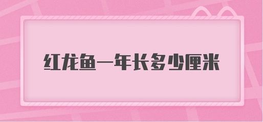 紅龍魚(yú)怎樣才會(huì)發(fā)紅？