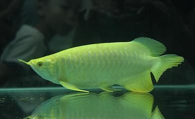 榆林市榆陽區(qū)華展水族店（榆林市榆陽區(qū)華展水族店電話）