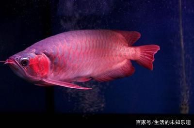 紅龍魚(yú)喂什么食物最好呢（紅龍魚(yú)喂什么食物最好呢視頻）