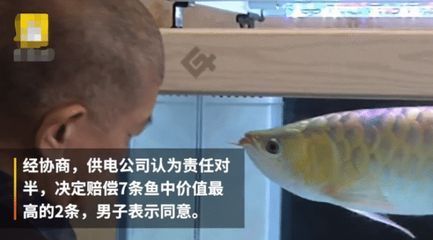 紅眼恐龍魚吃什么食物為主（紅眼恐龍魚吃什么食物為主呢）