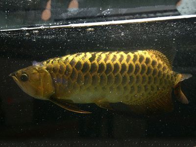 越美魚缸怎么安裝圖解（越美魚缸怎么安裝圖解視頻）