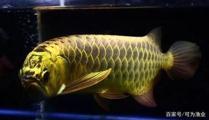 山丹縣同樂魚坊生態(tài)水族店（山丹縣同樂魚坊生態(tài)水族店地址）