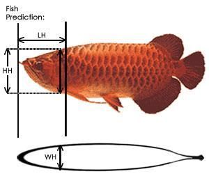 是不是滿腮了？ 水族世界