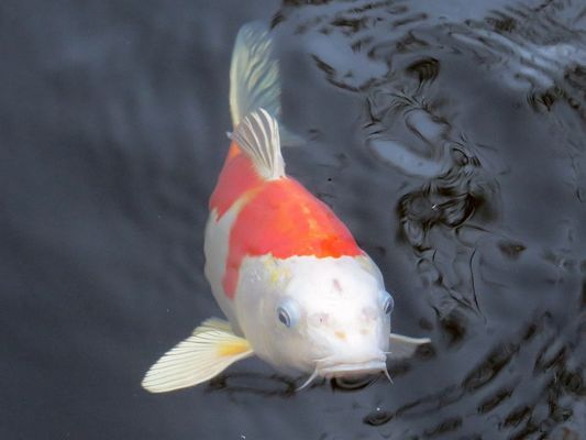 第三周換水停食 朱巴利魚