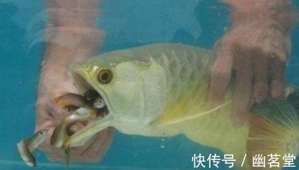 中國魚缸水族網(wǎng)最新消息視頻大全（中國魚缸水族網(wǎng)最新消息視頻大全圖片）