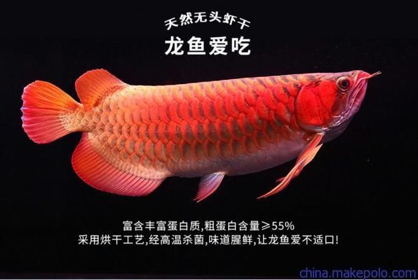 養(yǎng)龍魚(yú)什么魚(yú)缸好看（養(yǎng)龍魚(yú)選擇什么配魚(yú)）