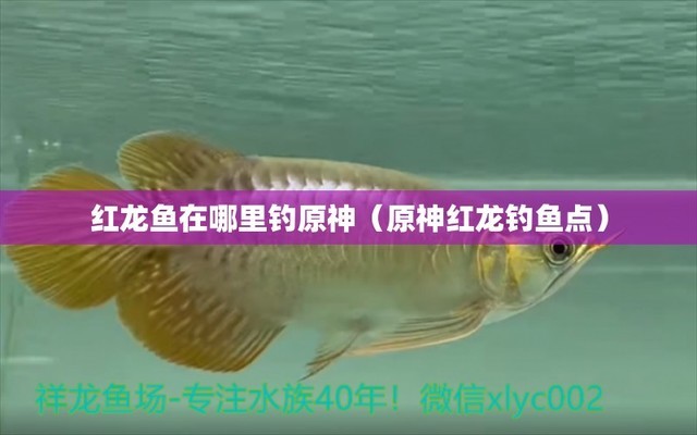 女王大帆24K德系大帆胡子藍眼大帆胡子魚蟲