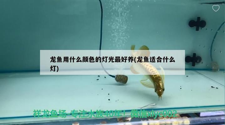 龙鱼用什么灯光最好养殖 龙鱼百科 第1张