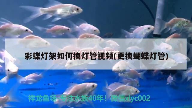 臺州觀賞魚市場養(yǎng)魚從小開始培養(yǎng)