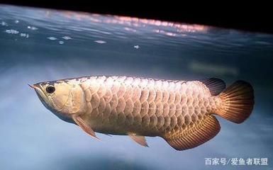 森森魚缸質(zhì)量如何?（森森魚缸質(zhì)量如何）