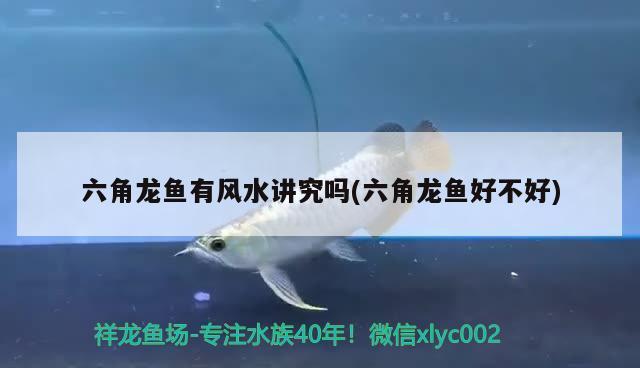 2022水族展（2022水族展推薦祥龍魚場）