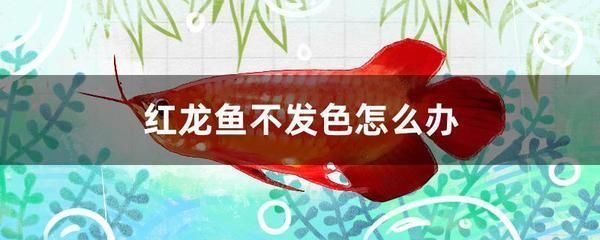 金龍魚用白燈還是紅燈養(yǎng)（金龍魚用白燈還是紅燈養(yǎng)好） 祥龍水族醫(yī)院