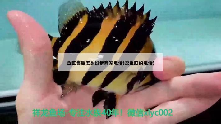 新余賣(mài)魚(yú)缸的地方在哪里呀多少錢(qián)（新余賣(mài)魚(yú)缸的地方在哪里呀多少錢(qián)一個(gè)）