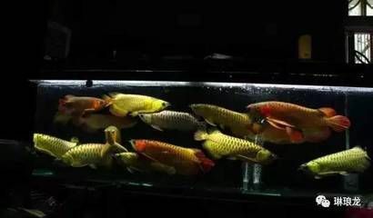 紅龍魚的品種和等級（紅龍魚的品種和等級是什么）