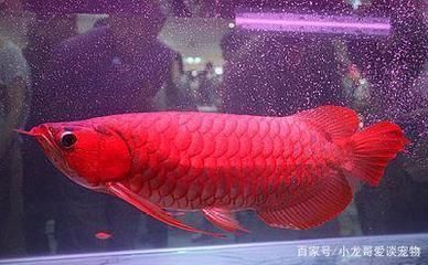 哈密二手魚缸出售（哈密二手魚缸出售信息）