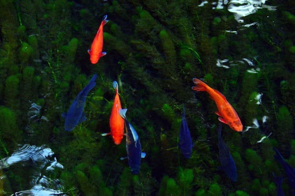 3伊寧市海風(fēng)水族館（伊寧市海洋水族館地址）