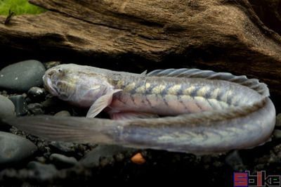 金龍魚(yú)和金槍魚(yú)一樣嗎(金槍魚(yú)和金鯧魚(yú)一樣嗎)