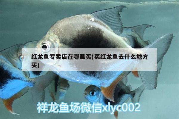 渭南水族批發(fā)市場地址在哪里啊多少錢 水族問答 第2張