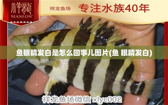 龍魚燈正確放置方法（龍魚燈正確放置方法視頻） 祥龍水族醫(yī)院