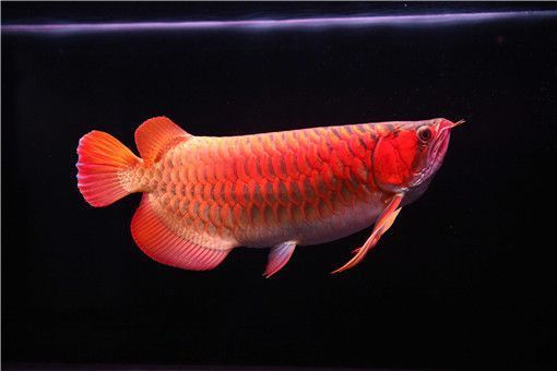 5mm厚魚缸玻璃能承重多少（5mm厚魚缸玻璃能承重多少斤） 其他品牌魚缸