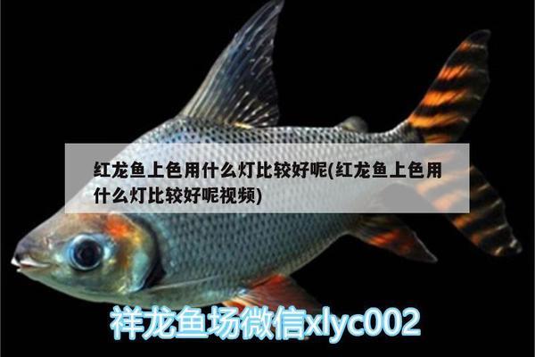 熱帶魚缸水溫自動(dòng)控制器設(shè)計(jì)：熱帶魚缸水溫自動(dòng)控制器設(shè)計(jì)圖