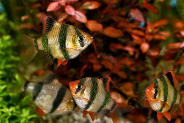 臺(tái)灣觀賞魚視頻大全（臺(tái)灣觀賞魚視頻大全集） 祥龍水族醫(yī)院