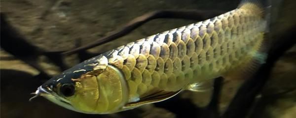 金龍魚（金龍魚是中國品牌還是外國品牌）