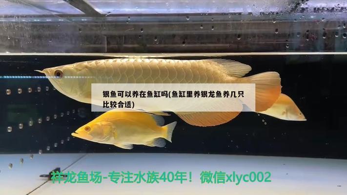 銀龍魚要多大的缸養(yǎng)（銀龍魚要多大的缸養(yǎng)比較好）