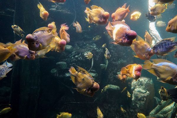 龍魚和小魚混養(yǎng)好嗎（龍魚和小魚混養(yǎng)好嗎視頻） 廣州龍魚批發(fā)市場